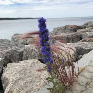 Blå blommor vid havet